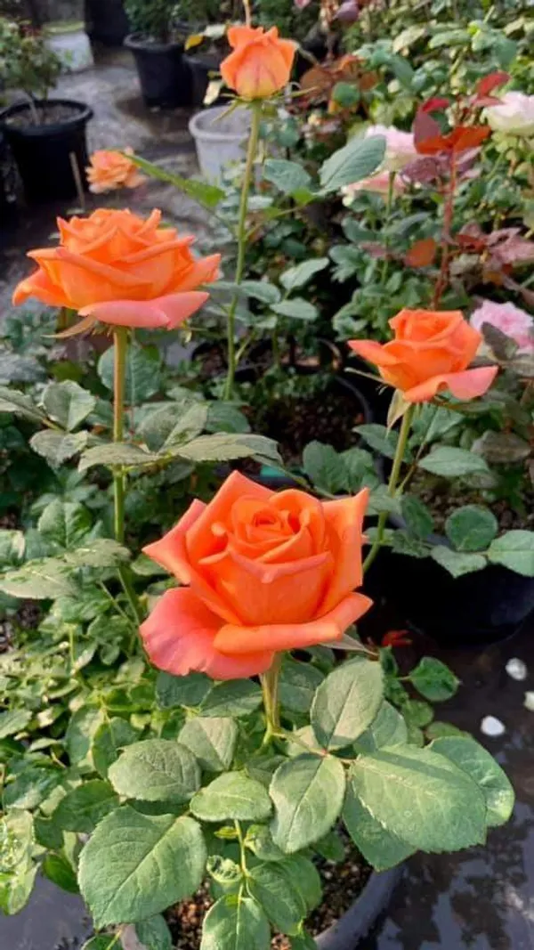 Orange_Rose_Flower_Plant–_Low-Maintenance_Flowering_Plant_for_Pots,_Terrace_&_Outdoor_Garden