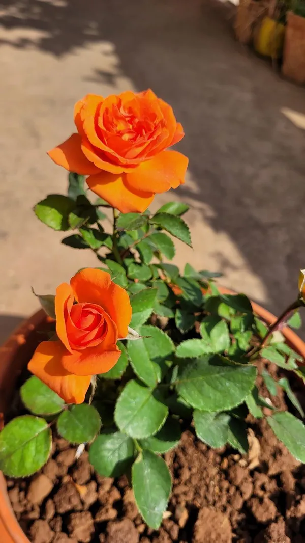 Orange_Rose_Flower_Plant–_Low-Maintenance_Flowering_Plant_for_Pots,_Terrace_&_Outdoor_Garden