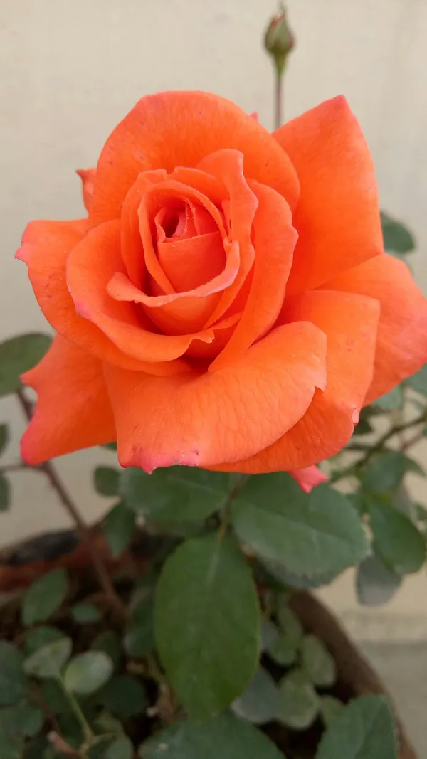 Orange_Rose_Flower_Plant–_Low-Maintenance_Flowering_Plant_for_Pots,_Terrace_&_Outdoor_Garden