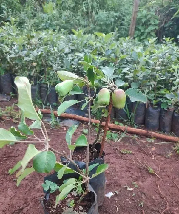Apple_Ready_To_Fruit_Plant_&_Tree_For_Garden,_Well_Watered_Hrmn99_Crispy_Apple_Plant_(Hybrid,_Pack_Of_1)