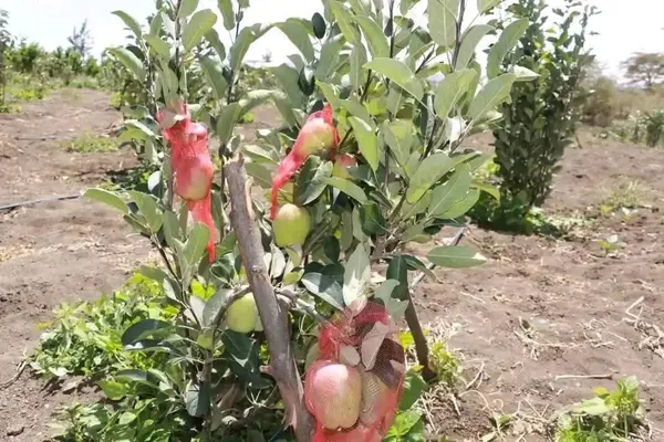 Apple_Ready_To_Fruit_Plant_&_Tree_For_Garden,_Well_Watered_Hrmn99_Crispy_Apple_Plant_(Hybrid,_Pack_Of_1)