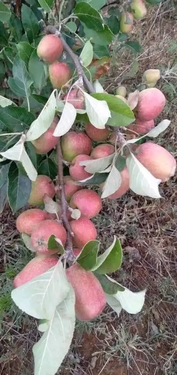 Apple_Ready_To_Fruit_Plant_&_Tree_For_Garden,_Well_Watered_Hrmn99_Crispy_Apple_Plant_(Hybrid,_Pack_Of_1)