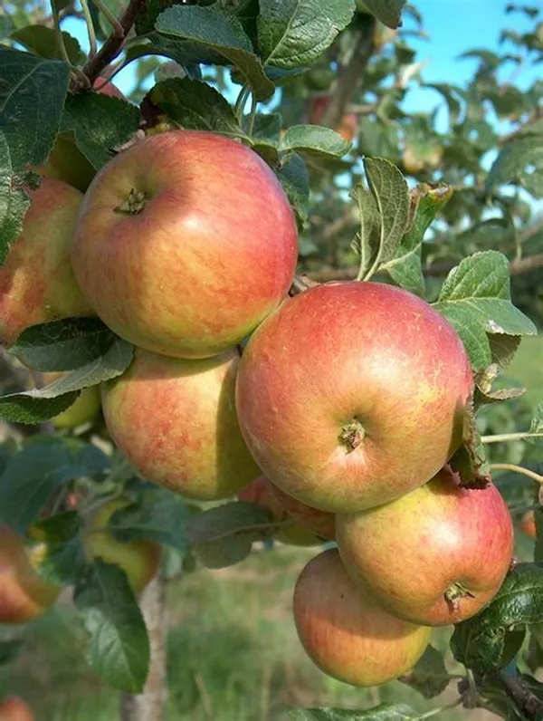 Apple_Ready_To_Fruit_Plant_&_Tree_For_Garden,_Well_Watered_Hrmn99_Crispy_Apple_Plant_(Hybrid,_Pack_Of_1)
