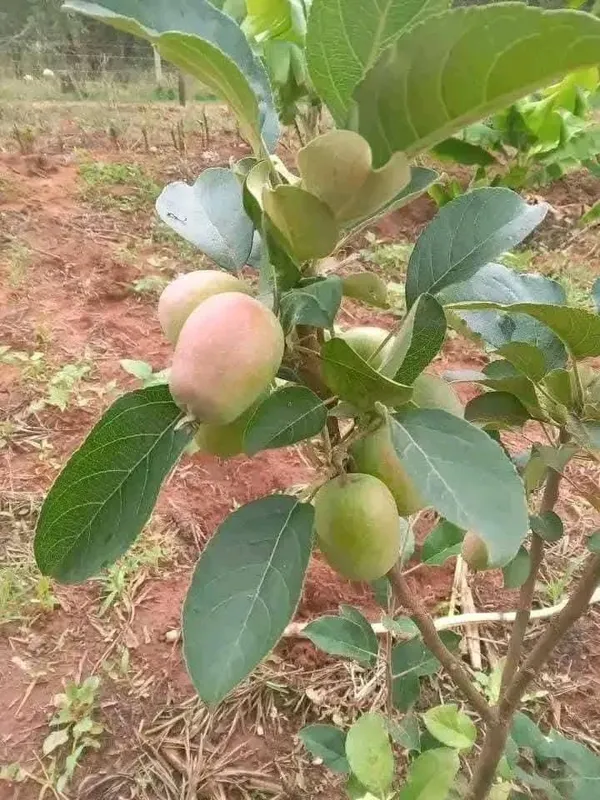 Apple_Ready_To_Fruit_Plant_&_Tree_For_Garden,_Well_Watered_Hrmn99_Crispy_Apple_Plant_(Hybrid,_Pack_Of_1)