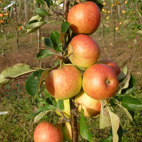 Apple_Ready_To_Fruit_Plant_&_Tree_For_Garden,_Well_Watered_Hrmn99_Crispy_Apple_Plant_(Hybrid,_Pack_Of_1)