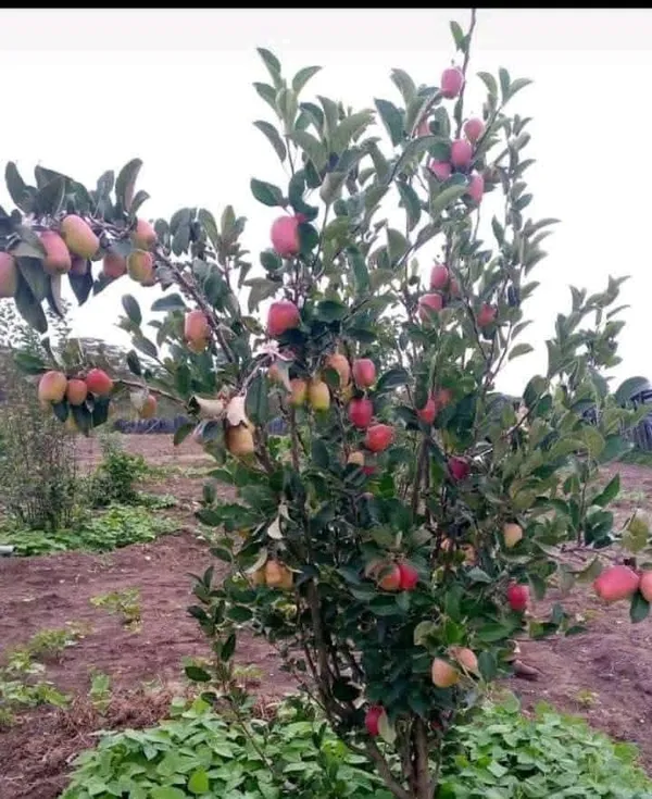 Apple_Ready_To_Fruit_Plant_&_Tree_For_Garden,_Well_Watered_Hrmn99_Crispy_Apple_Plant_(Hybrid,_Pack_Of_1)
