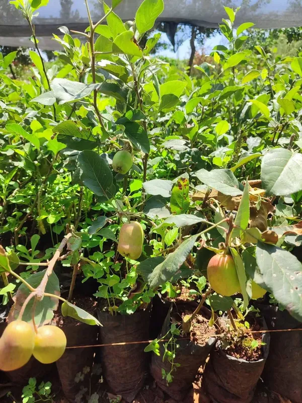 Apple_Ready_To_Fruit_Plant_&_Tree_For_Garden,_Well_Watered_Hrmn99_Crispy_Apple_Plant_(Hybrid,_Pack_Of_1)