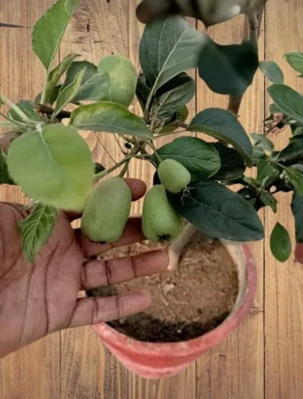 Anna_Apple_Plant_Original_Grafted_Variety_for_Warm_Climate_Gardening_(1.5'-2.5'ft),_Well_Watered_Healthy_Apple_Plant_(Pack_Of_1)