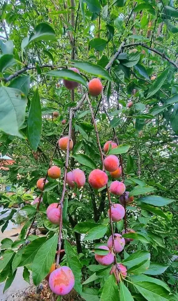Original_Hybrid_Alubukhara/Aloobukhra_(Prunus_domestica)_Plant_&_Tree_For_Home_Garden,_Well_Watered_Ready_To_Fruit_Plant_(Pack_Of_1)