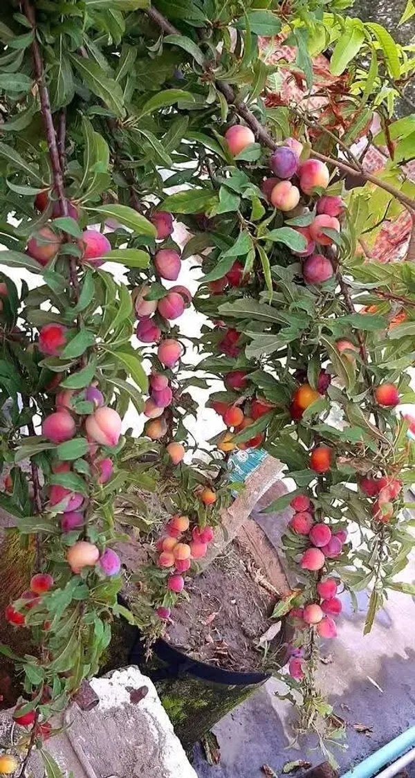 Original_Hybrid_Alubukhara/Aloobukhra_(Prunus_domestica)_Plant_&_Tree_For_Home_Garden,_Well_Watered_Ready_To_Fruit_Plant_(Pack_Of_1)