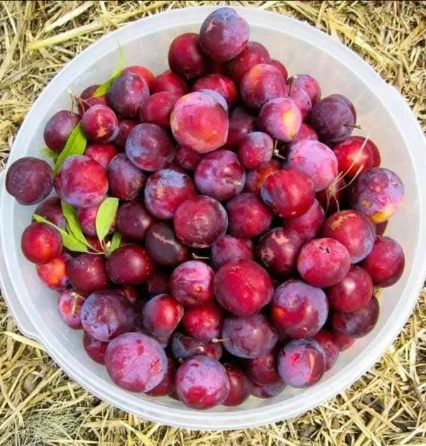 Original_Hybrid_Alubukhara/Aloobukhra_(Prunus_domestica)_Plant_&_Tree_For_Home_Garden,_Well_Watered_Ready_To_Fruit_Plant_(Pack_Of_1)