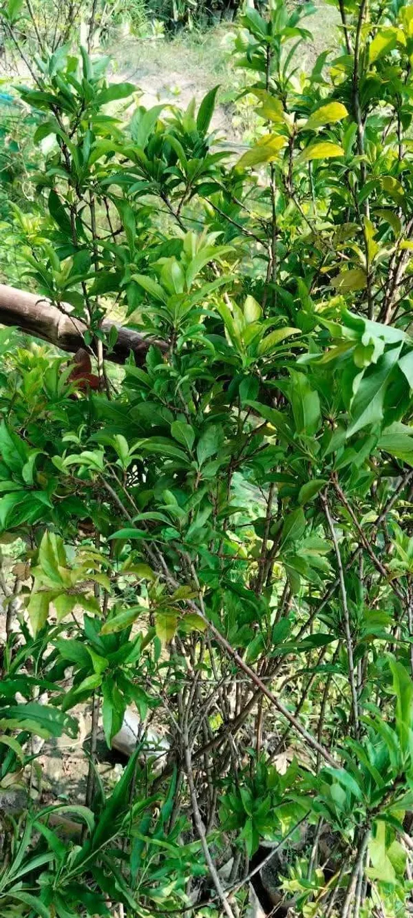 Original_Hybrid_Alubukhara/Aloobukhra_(Prunus_domestica)_Plant_&_Tree_For_Home_Garden,_Well_Watered_Ready_To_Fruit_Plant_(Pack_Of_1)