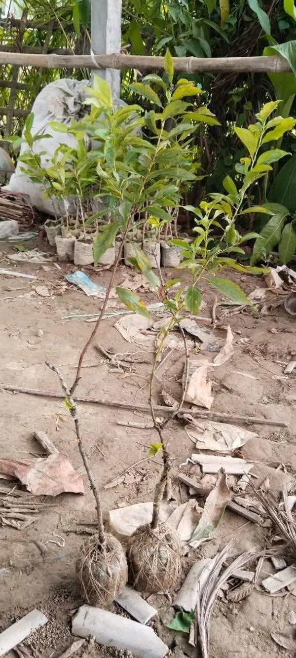 Original_Hybrid_Alubukhara/Aloobukhra_(Prunus_domestica)_Plant_&_Tree_For_Home_Garden,_Well_Watered_Ready_To_Fruit_Plant_(Pack_Of_1)