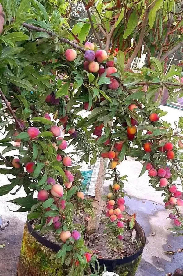 Original_Hybrid_Alubukhara/Aloobukhra_(Prunus_domestica)_Plant_&_Tree_For_Home_Garden,_Well_Watered_Ready_To_Fruit_Plant_(Pack_Of_1)