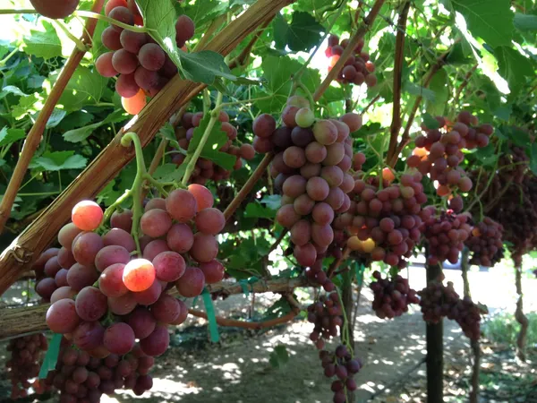 Original_Red_Grapes_Delicious_Fruit_Plant_&_Tree_For_Garden_(Hybrid,_Pack_Of_1)