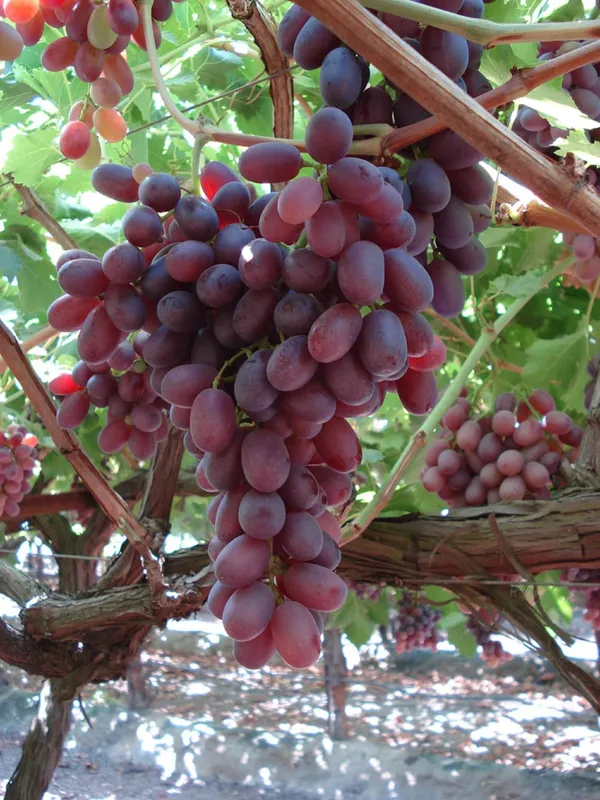 Original_Red_Grapes_Delicious_Fruit_Plant_&_Tree_For_Garden_(Hybrid,_Pack_Of_1)