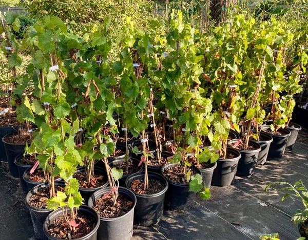 Original_Red_Grapes_Delicious_Fruit_Plant_&_Tree_For_Garden_(Hybrid,_Pack_Of_1)
