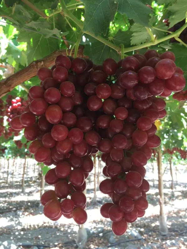 Original_Red_Grapes_Delicious_Fruit_Plant_&_Tree_For_Garden_(Hybrid,_Pack_Of_1)