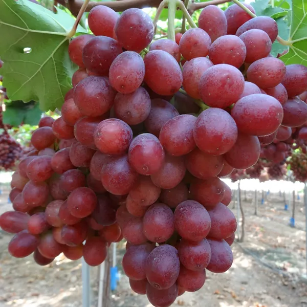 Original_Red_Grapes_Delicious_Fruit_Plant_&_Tree_For_Garden_(Hybrid,_Pack_Of_1)