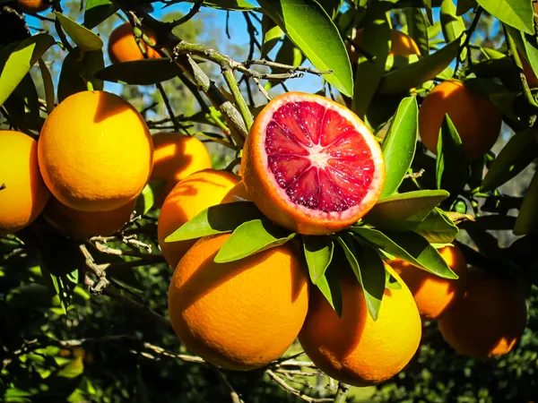Most_Expansive_Blood_Orange_Healthy_Fruit_Plant_(1.5-3.5_Ft_Size)_Hybrid_Blood_Orange_Best_Selling_Plant,_Limited_Stock_(Pack_Of_1)