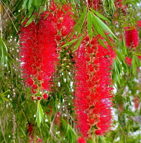 Beautiful_Red_Bottle_Brash_Shrub_Flowering_Plant_&_Tree_91.5-3.5_Ft_Height)_From_Greenery_Nursery®_Well_Watered_Healthy_Bottle_Brash_Flower_Plant,_Pack_Of_1