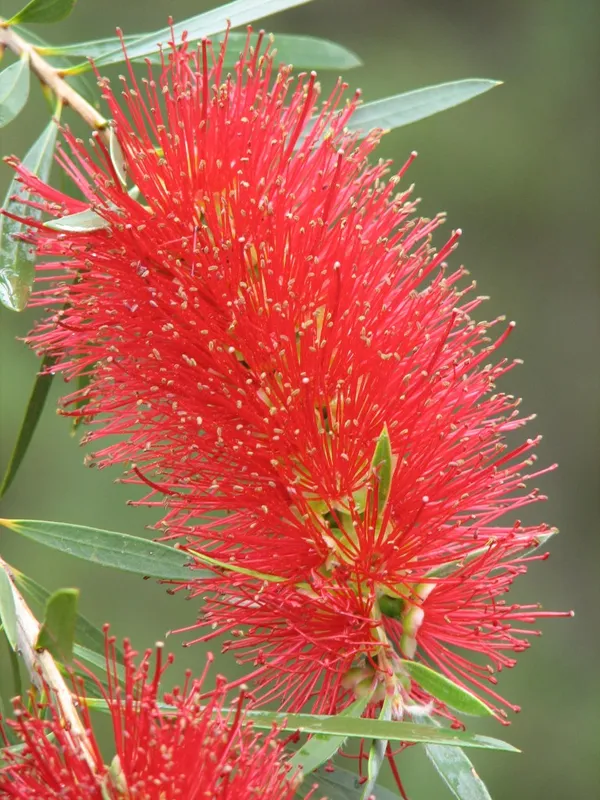 Beautiful_Red_Bottle_Brash_Shrub_Flowering_Plant_&_Tree_91.5-3.5_Ft_Height)_From_Greenery_Nursery®_Well_Watered_Healthy_Bottle_Brash_Flower_Plant,_Pack_Of_1