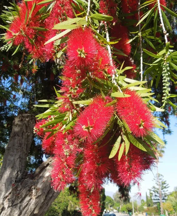 Beautiful_Red_Bottle_Brash_Shrub_Flowering_Plant_&_Tree_91.5-3.5_Ft_Height)_From_Greenery_Nursery®_Well_Watered_Healthy_Bottle_Brash_Flower_Plant,_Pack_Of_1