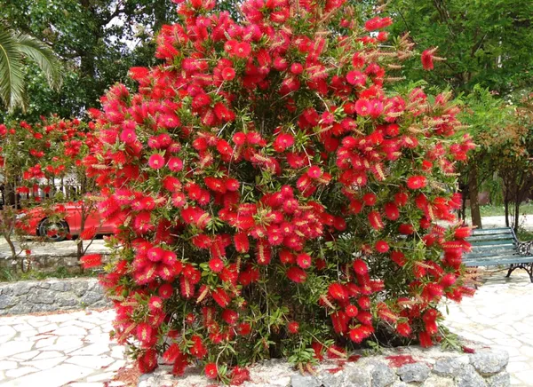 Beautiful_Red_Bottle_Brash_Shrub_Flowering_Plant_&_Tree_91.5-3.5_Ft_Height)_From_Greenery_Nursery®_Well_Watered_Healthy_Bottle_Brash_Flower_Plant,_Pack_Of_1