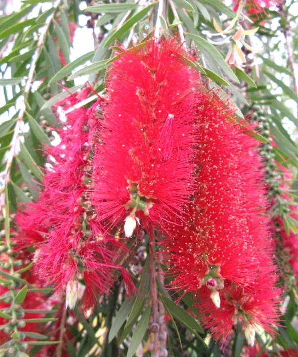 Beautiful_Red_Bottle_Brash_Shrub_Flowering_Plant_&_Tree_91.5-3.5_Ft_Height)_From_Greenery_Nursery®_Well_Watered_Healthy_Bottle_Brash_Flower_Plant,_Pack_Of_1