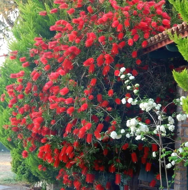 Beautiful_Red_Bottle_Brash_Shrub_Flowering_Plant_&_Tree_91.5-3.5_Ft_Height)_From_Greenery_Nursery®_Well_Watered_Healthy_Bottle_Brash_Flower_Plant,_Pack_Of_1