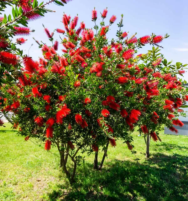 Beautiful_Red_Bottle_Brash_Shrub_Flowering_Plant_&_Tree_91.5-3.5_Ft_Height)_From_Greenery_Nursery®_Well_Watered_Healthy_Bottle_Brash_Flower_Plant,_Pack_Of_1