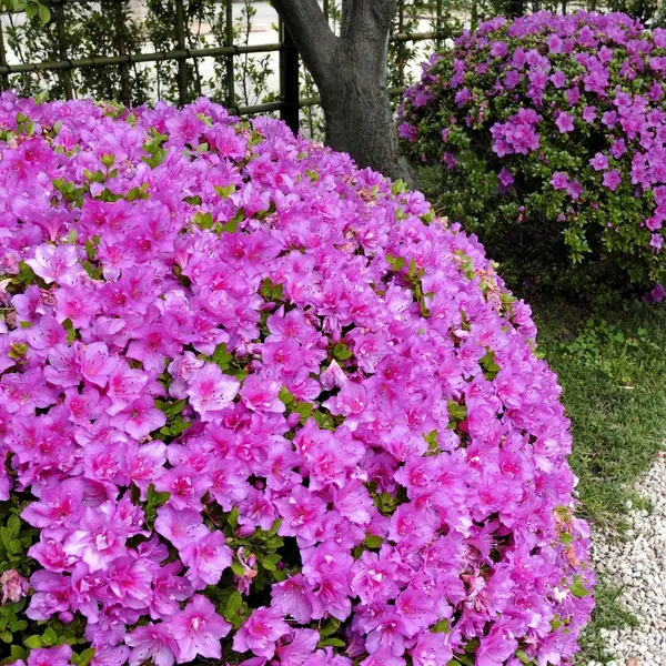 Gorgeous_Purple_Azalea_Flower_Original_Plant_&_Tree_For_Shrub/Bush/Home_Garden_Decor_(1.5-3.5_Ft_Height)_Pack_Of_1
