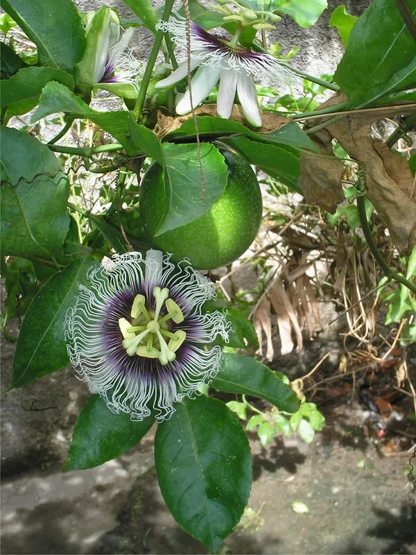 Passion_Flower_Plant_For_Home_Garden_(1.5-3.5_Ft_Height)_Well_Watered_Passion_Fruit_With_Flower_Plant_(Pack_Of_1)