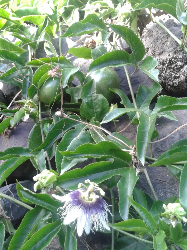 Passion_Flower_Plant_For_Home_Garden_(1.5-3.5_Ft_Height)_Well_Watered_Passion_Fruit_With_Flower_Plant_(Pack_Of_1)