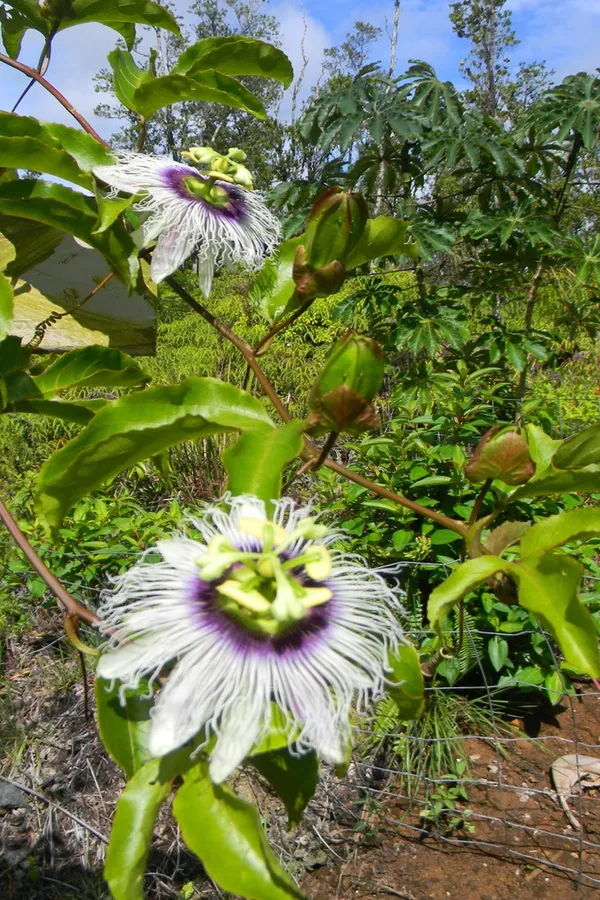 Passion_Flower_Plant_For_Home_Garden_(1.5-3.5_Ft_Height)_Well_Watered_Passion_Fruit_With_Flower_Plant_(Pack_Of_1)