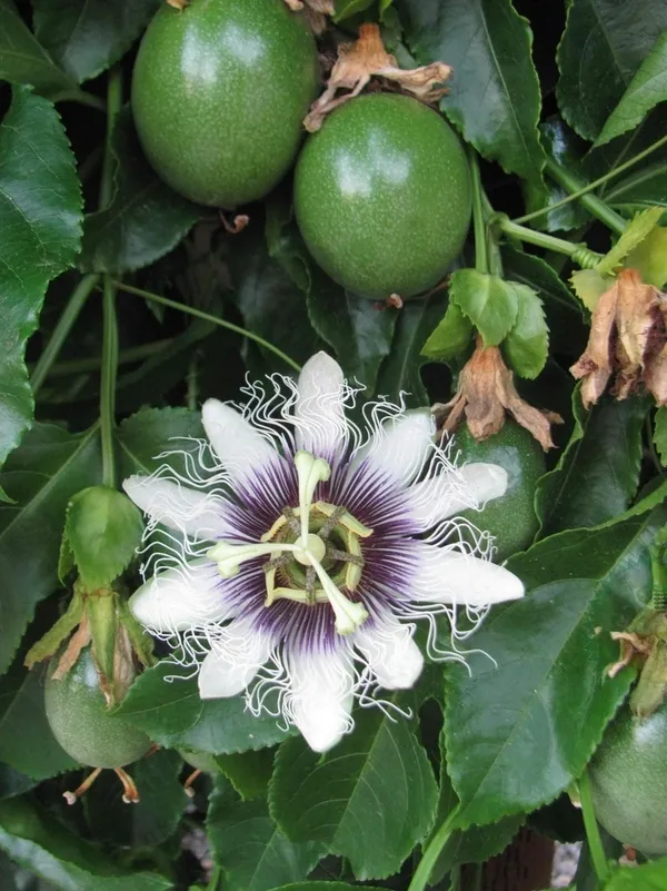 Passion_Flower_Plant_For_Home_Garden_(1.5-3.5_Ft_Height)_Well_Watered_Passion_Fruit_With_Flower_Plant_(Pack_Of_1)