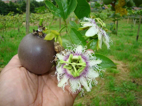 Passion_Flower_Plant_For_Home_Garden_(1.5-3.5_Ft_Height)_Well_Watered_Passion_Fruit_With_Flower_Plant_(Pack_Of_1)