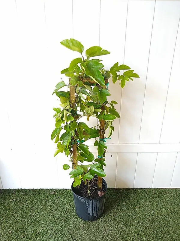Passion_Flower_Plant_For_Home_Garden_(1.5-3.5_Ft_Height)_Well_Watered_Passion_Fruit_With_Flower_Plant_(Pack_Of_1)