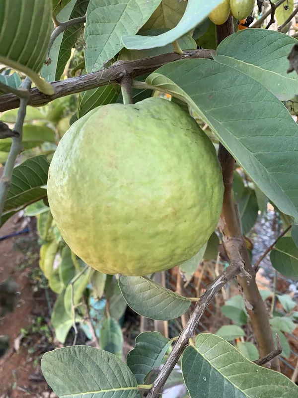 All_Time_Thai-_7_Hybrid_Guava_Fruit__Plant_&_Tree_For_Home_Gardening,_Plant_Hight_1.5-3.5_Ft_(Pack_Of_1)