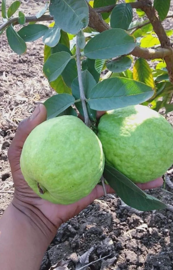 All_Time_Thai-_7_Hybrid_Guava_Fruit__Plant_&_Tree_For_Home_Gardening,_Plant_Hight_1.5-3.5_Ft_(Pack_Of_1)