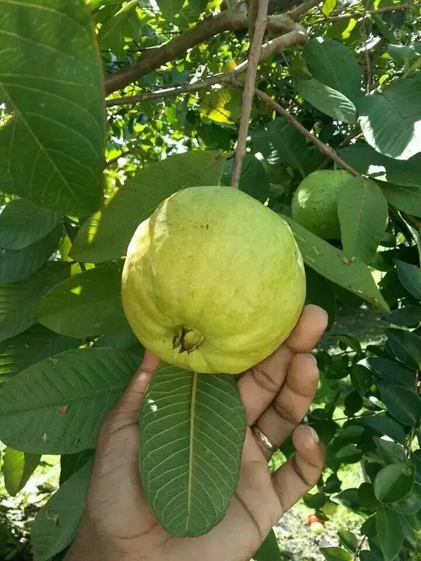 All_Time_Thai-_7_Hybrid_Guava_Fruit__Plant_&_Tree_For_Home_Gardening,_Plant_Hight_1.5-3.5_Ft_(Pack_Of_1)