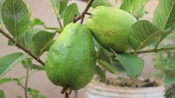 Pink_Flash_(Seedless)_Guava_Plant_&_Tree_For_Your_Home_Garden_Plant_Age_1.5_Years_(Hybrid,_Pack_Of_1)