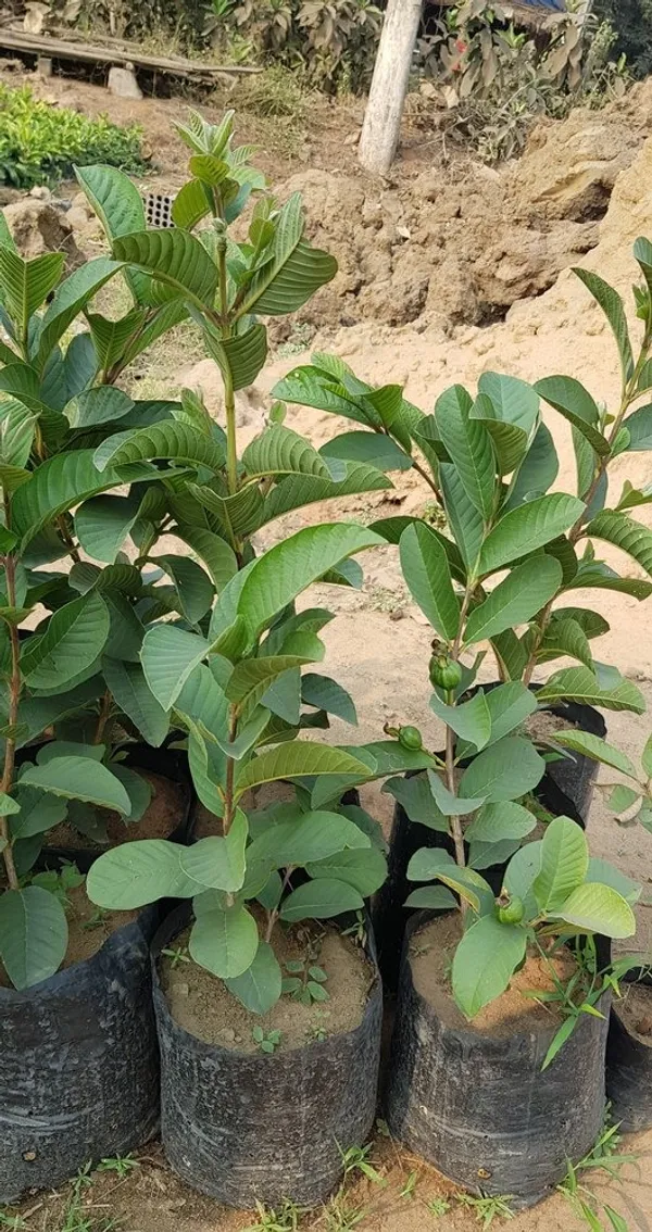 Pink_Flash_(Seedless)_Guava_Plant_&_Tree_For_Your_Home_Garden_Plant_Age_1.5_Years_(Hybrid,_Pack_Of_1)