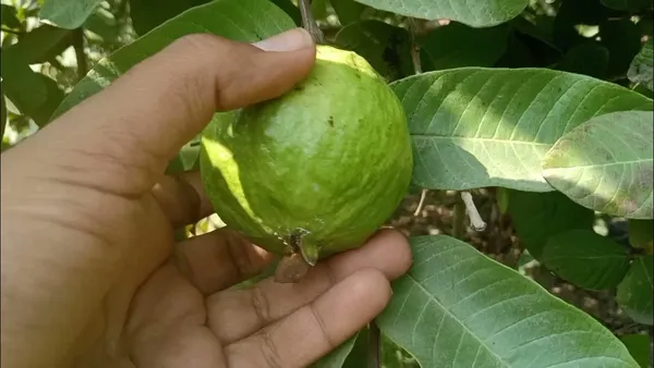 Pink_Flash_(Seedless)_Guava_Plant_&_Tree_For_Your_Home_Garden_Plant_Age_1.5_Years_(Hybrid,_Pack_Of_1)