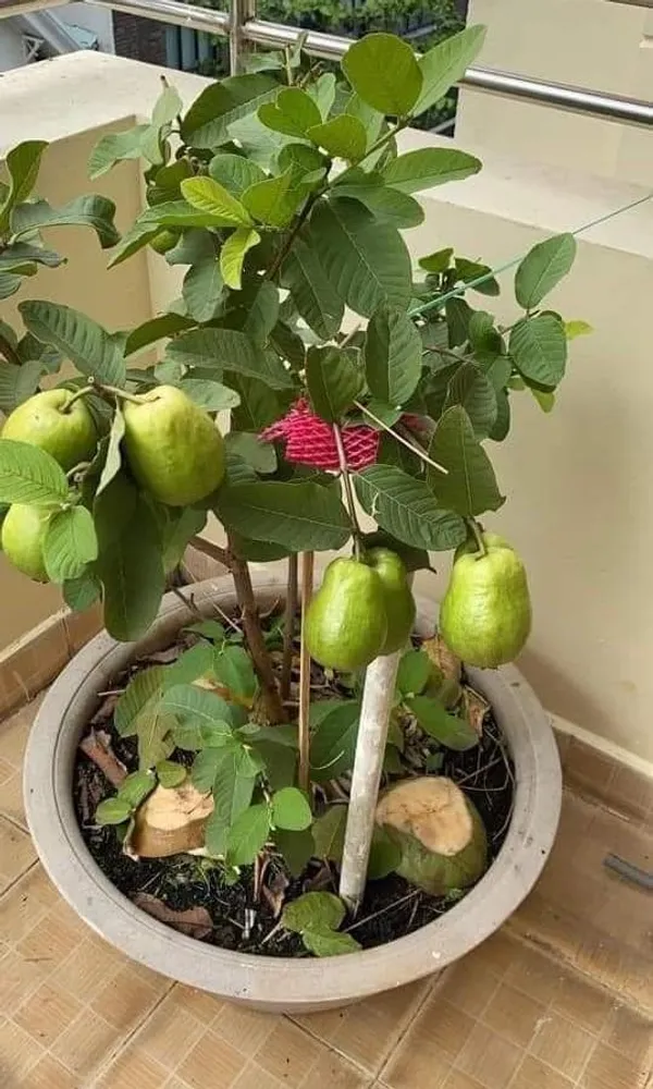 Pink_Flash_(Seedless)_Guava_Plant_&_Tree_For_Your_Home_Garden_Plant_Age_1.5_Years_(Hybrid,_Pack_Of_1)