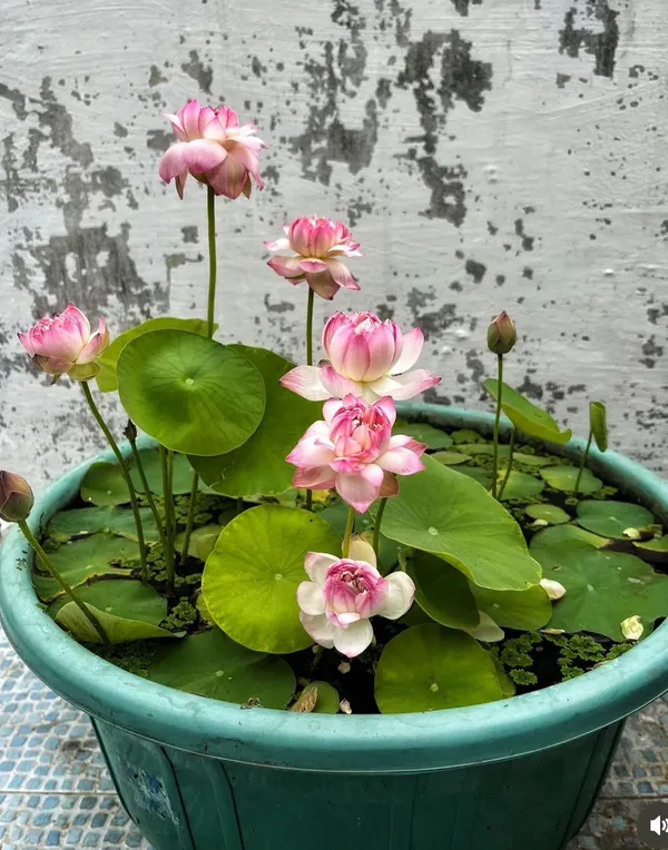 Pink_Peony_Lotus_Tubers_–_Exotic_Double_Bloom_Aquatic_Plant_(Pack_Of_1)