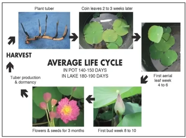 Pink_Peony_Lotus_Tubers_–_Exotic_Double_Bloom_Aquatic_Plant_(Pack_Of_1)