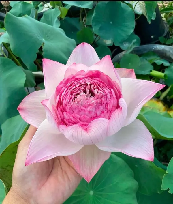Pink_Peony_Lotus_Tubers_–_Exotic_Double_Bloom_Aquatic_Plant_(Pack_Of_1)