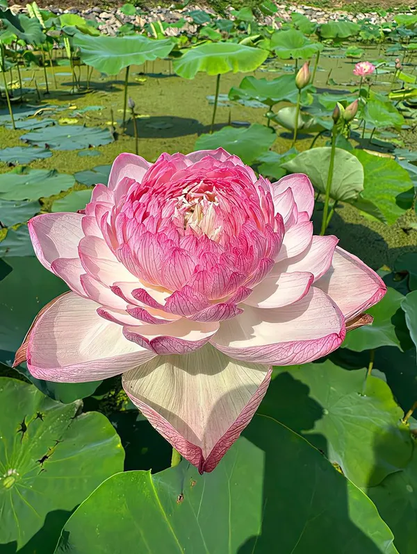 Pink_Peony_Lotus_Tubers_–_Exotic_Double_Bloom_Aquatic_Plant_(Pack_Of_1)