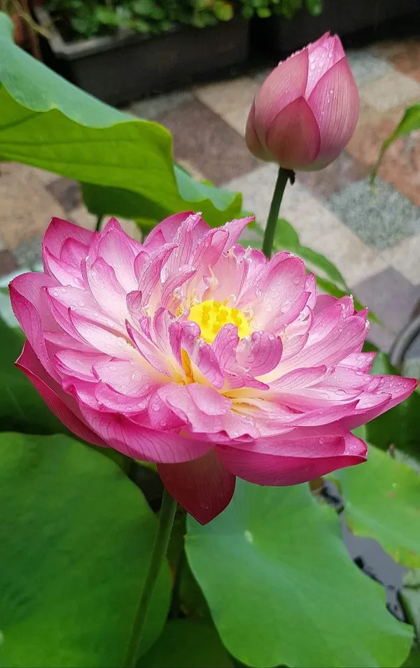 Pink_Peony_Lotus_Tubers_–_Exotic_Double_Bloom_Aquatic_Plant_(Pack_Of_1)